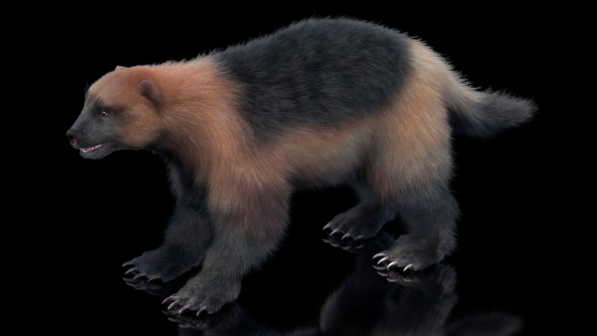 Wolverine Light Color Fur Model - TurboSquid 2156957