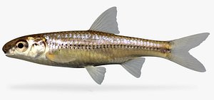 hybopsis amblops bigeye chub 3d ma