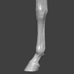 3D model Horse Front Leg Highpoly Sculpt