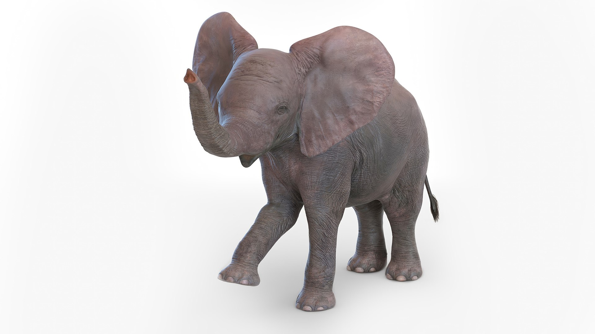 Baby Elephant Rigged for Cinema 4D 3D model https://p.turbosquid.com/ts-thumb/wX/DeAfTV/4b/baby_elephant_rigged_for_cinema_4d_1002/jpg/1737954045/1920x1080/fit_q87/01a297c71b808581c913fd08147310d78faffa35/baby_elephant_rigged_for_cinema_4d_1002.jpg