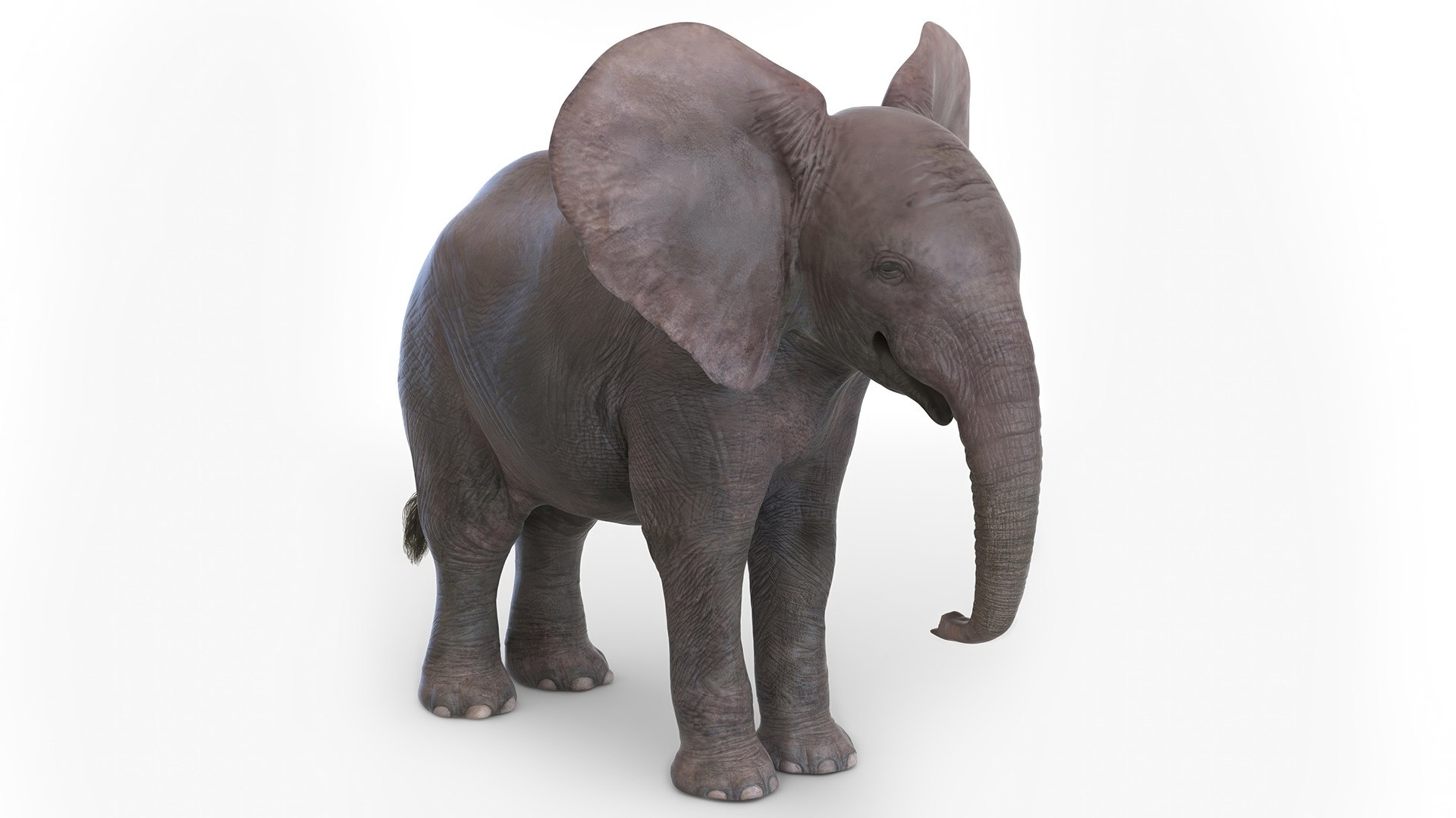 Baby Elephant Rigged for Cinema 4D 3D model https://p.turbosquid.com/ts-thumb/wX/DeAfTV/IW/baby_elephant_rigged_015/jpg/1737953970/1920x1080/fit_q87/e143fd8abe9c9a2afad2ed7cf291b6d58dbfae8f/baby_elephant_rigged_015.jpg