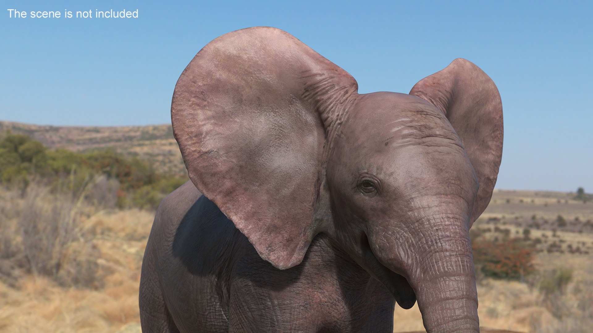 Baby Elephant Rigged for Cinema 4D 3D model https://p.turbosquid.com/ts-thumb/wX/DeAfTV/Sq/baby_elephant_rigged_006/jpg/1737953933/1920x1080/fit_q87/e402a751b2a7c3cba4119806256d348852f6bb4d/baby_elephant_rigged_006.jpg