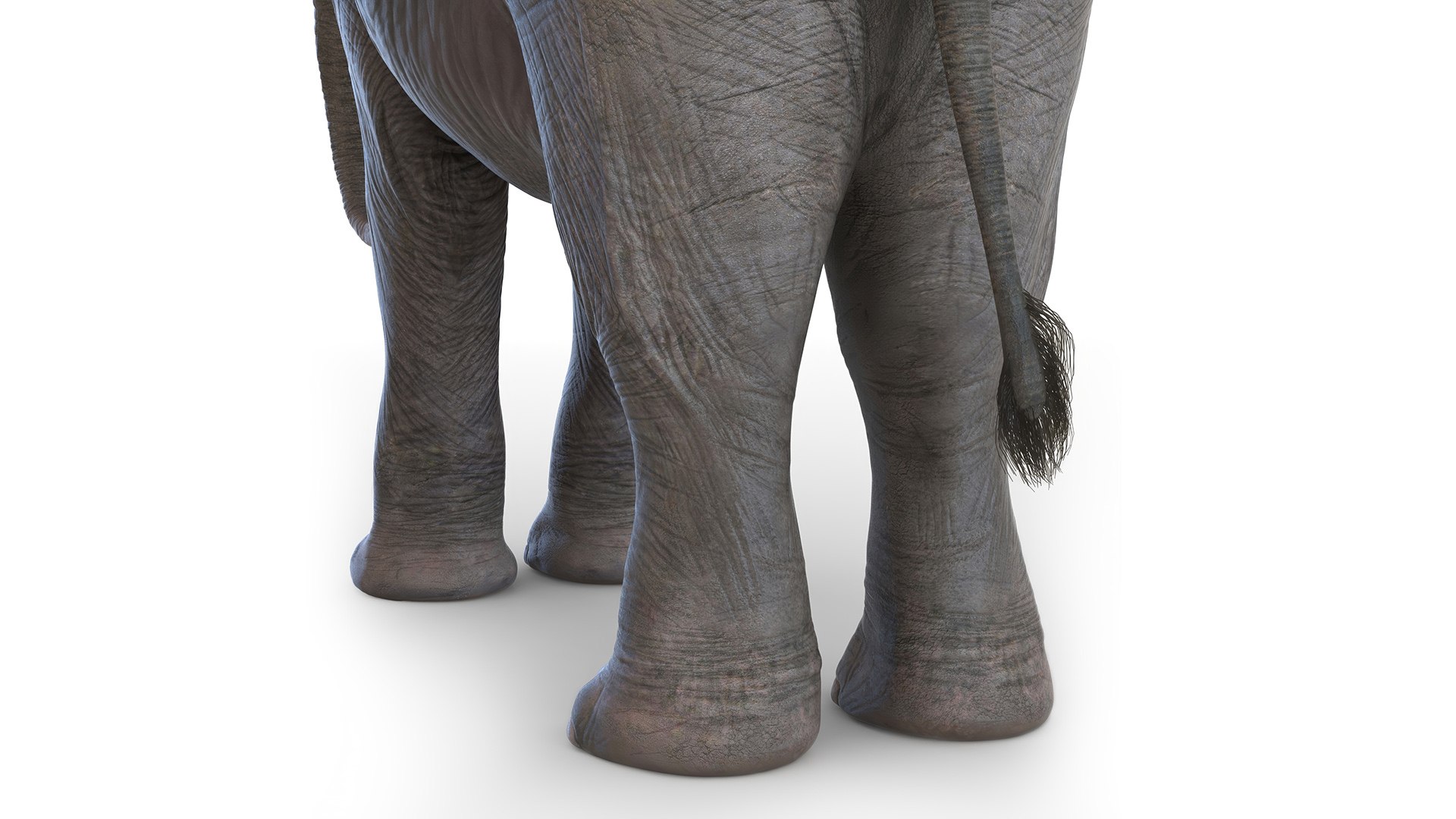 Baby Elephant Rigged for Cinema 4D 3D model https://p.turbosquid.com/ts-thumb/wX/DeAfTV/rv/baby_elephant_rigged_018/jpg/1737953985/1920x1080/fit_q87/d943d83ea3671823262b433108289c1f98d356f0/baby_elephant_rigged_018.jpg