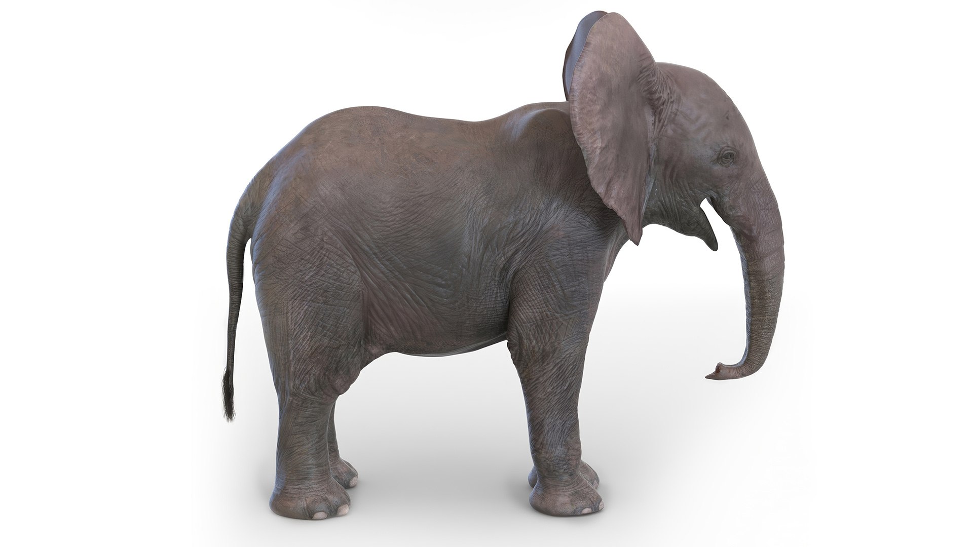 Baby Elephant Rigged for Cinema 4D 3D model https://p.turbosquid.com/ts-thumb/wX/DeAfTV/zO/baby_elephant_rigged_011/jpg/1737953953/1920x1080/fit_q87/bb89b724e984947504068d958cf37077b9bac8ac/baby_elephant_rigged_011.jpg