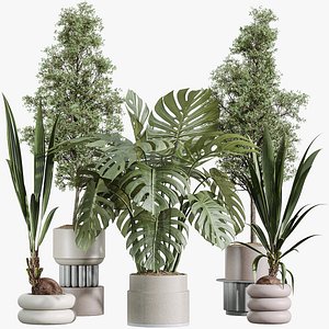 AV Indoor Plants Set 332 Swiss Cheese and Mission Olive and nucifera Coconut Palm