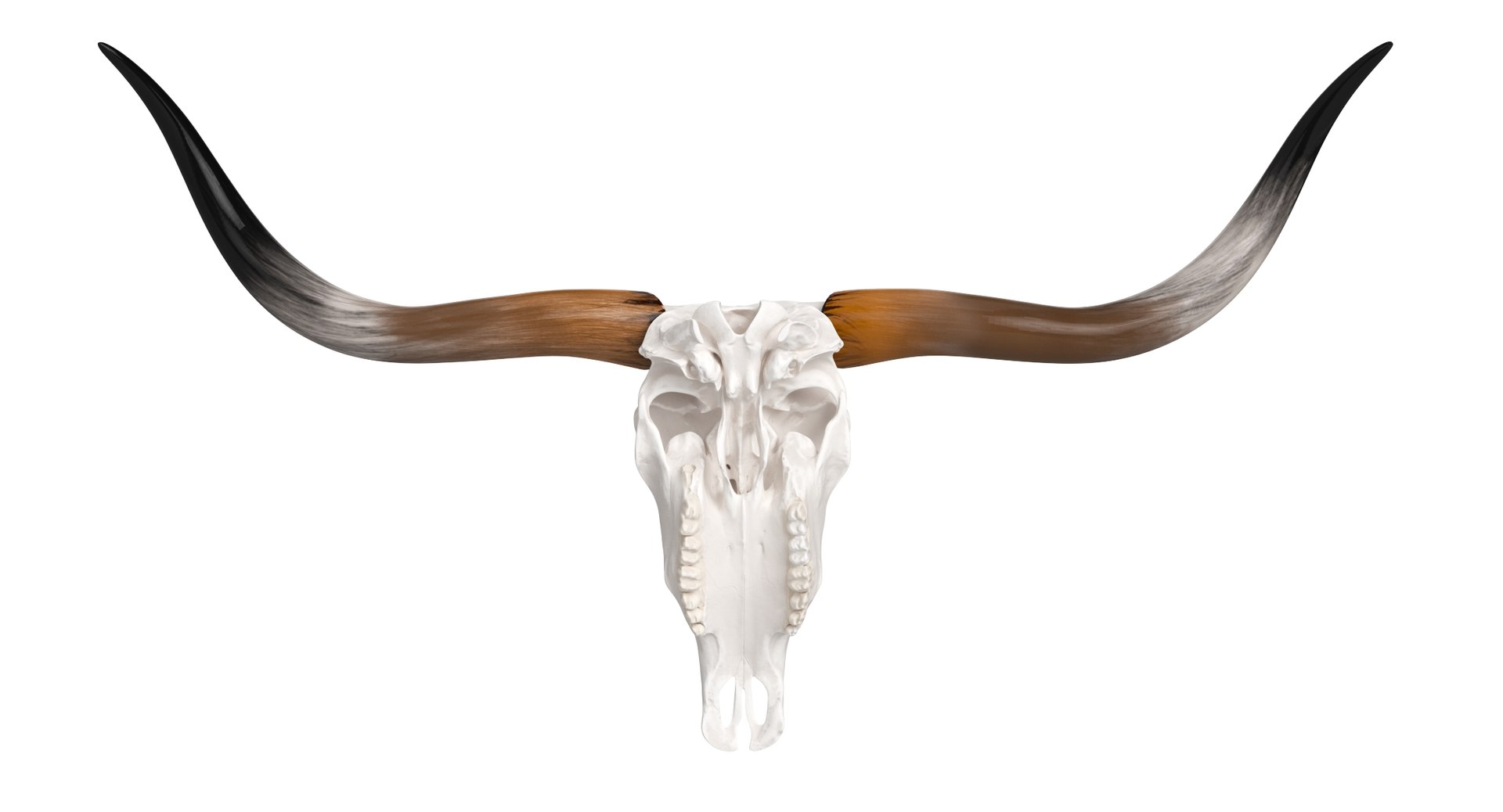 3D Texas Longhorn Skull and Horns model https://p.turbosquid.com/ts-thumb/wX/bqWPRz/95/texaslonghornskullandhorns017/jpg/1728996543/1920x1080/fit_q87/23a4c20eee2097a93c2b48f3e0d98f9b3af97613/texaslonghornskullandhorns017.jpg