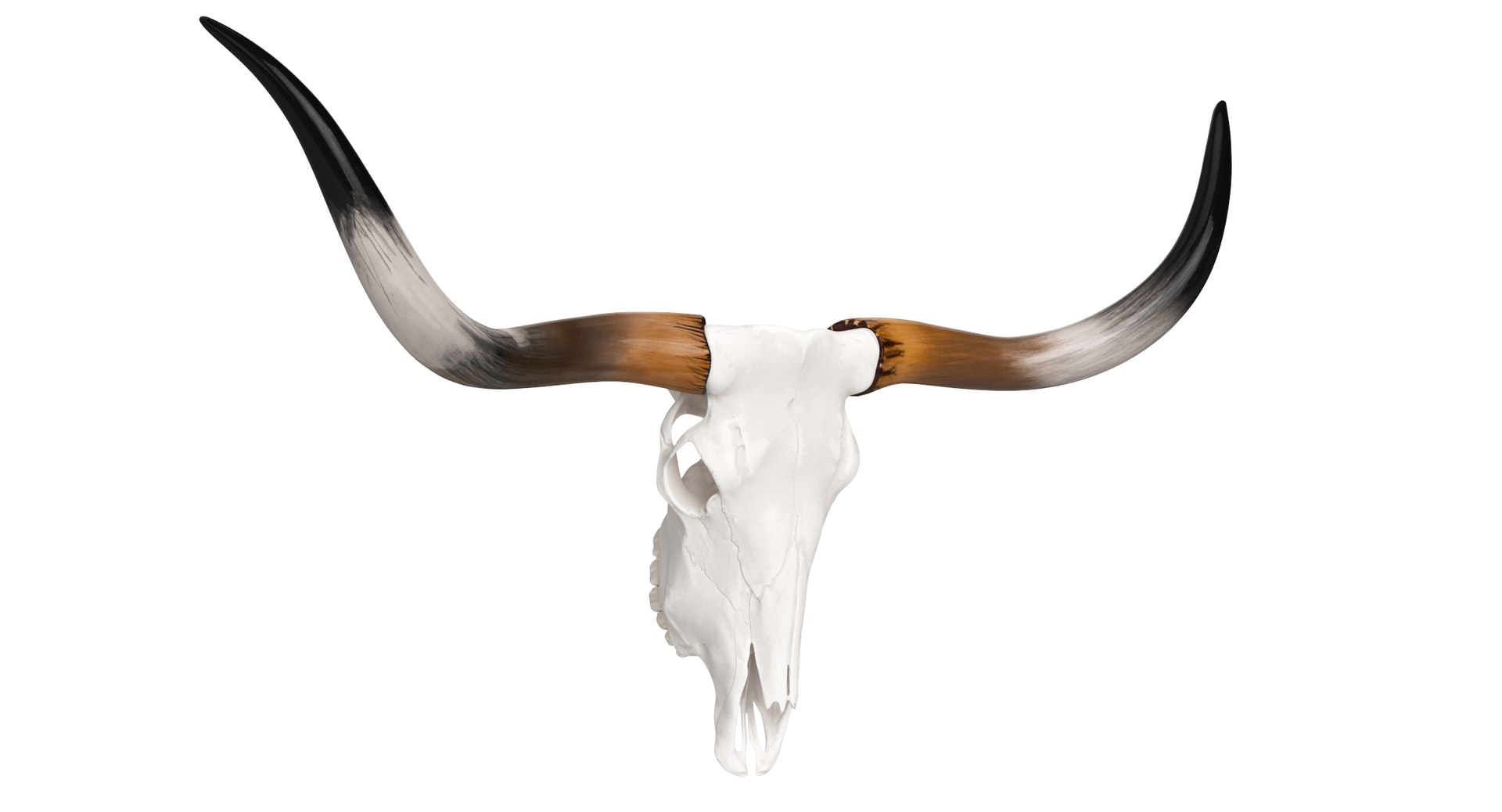 3D Texas Longhorn Skull and Horns model https://p.turbosquid.com/ts-thumb/wX/bqWPRz/mN/texaslonghornskullandhorns012/jpg/1728996539/1920x1080/fit_q87/6e965cf53718a3a31e8cdcd762f39d5fb4f2d5ba/texaslonghornskullandhorns012.jpg