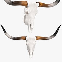 Texas Longhorn Skull and Horns