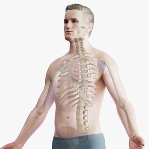 3D Human Male Body Ligaments and Skeletal Systems