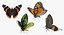 Colección de mariposas 3