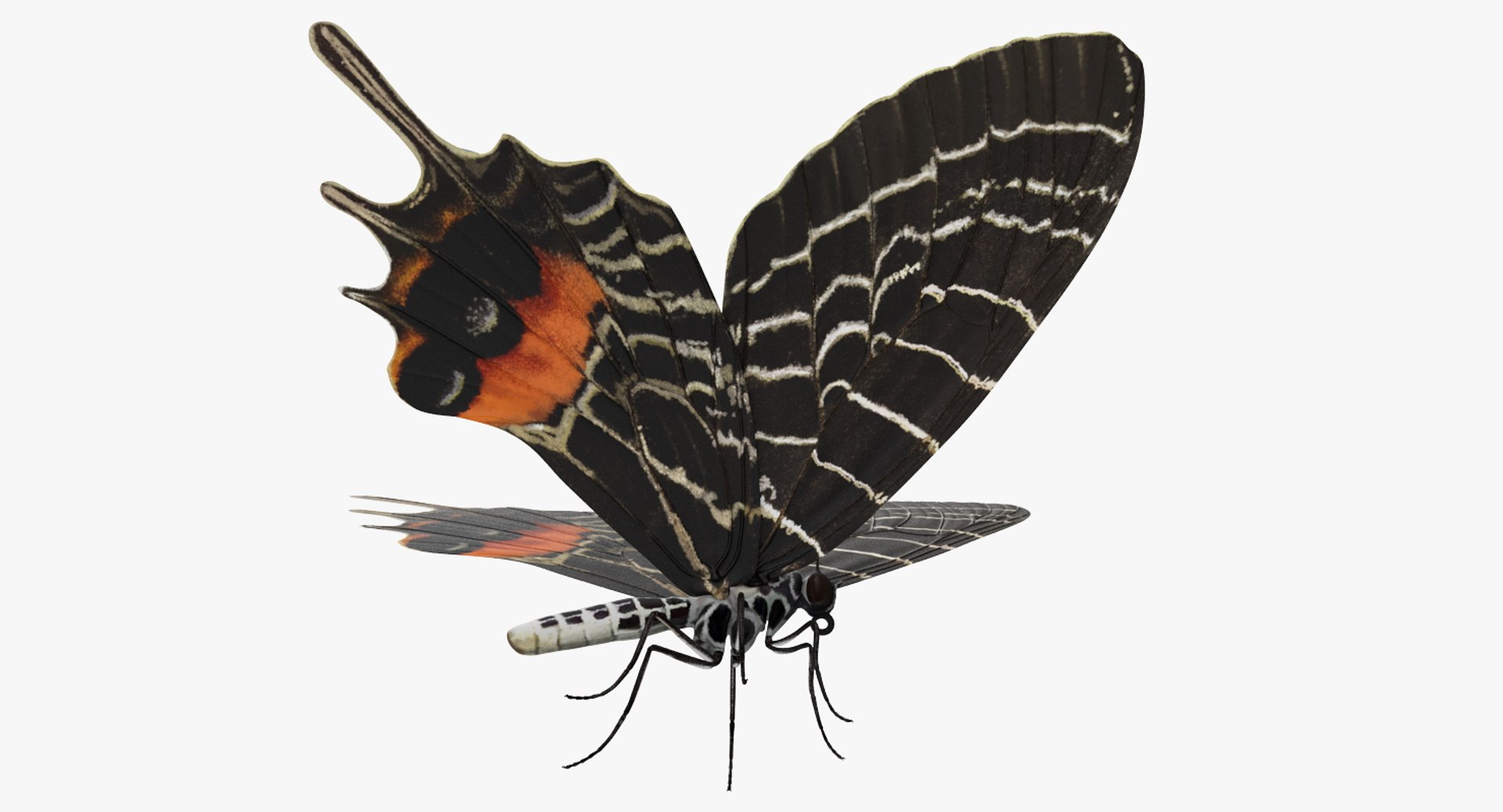 3D Butterflies Collection 3 https://p.turbosquid.com/ts-thumb/wX/hnDk28/8B/butterfliescollection3mb3dmodel020/jpg/1628247334/1920x1080/fit_q87/ea84c15de14b9db49bd15bf62429b8148b4d3988/butterfliescollection3mb3dmodel020.jpg
