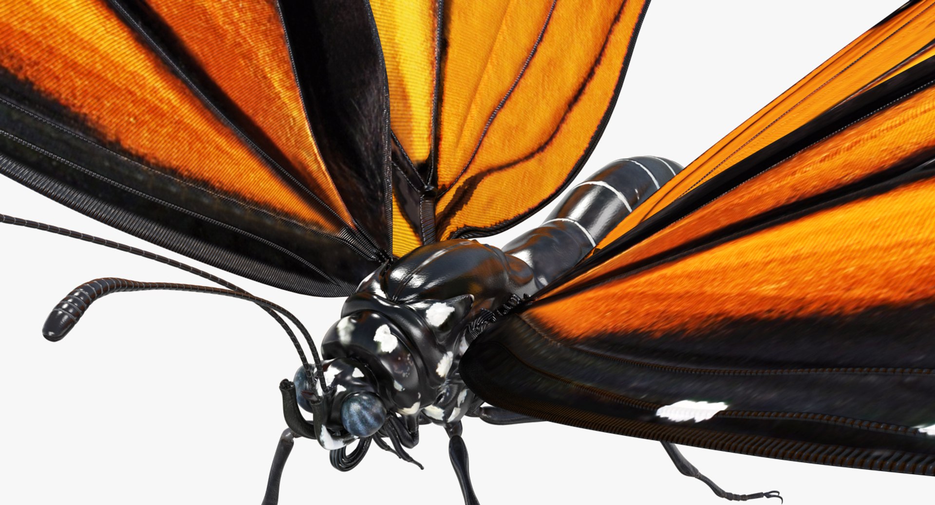 3D Butterflies Collection 3 https://p.turbosquid.com/ts-thumb/wX/hnDk28/Bw/butterfliescollection3mb3dmodel007/jpg/1628247304/1920x1080/fit_q87/790f43e5519f8abc2aa451cc0f325501cb1a1620/butterfliescollection3mb3dmodel007.jpg