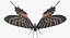 Colección de mariposas 3