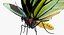 Colección de mariposas 3