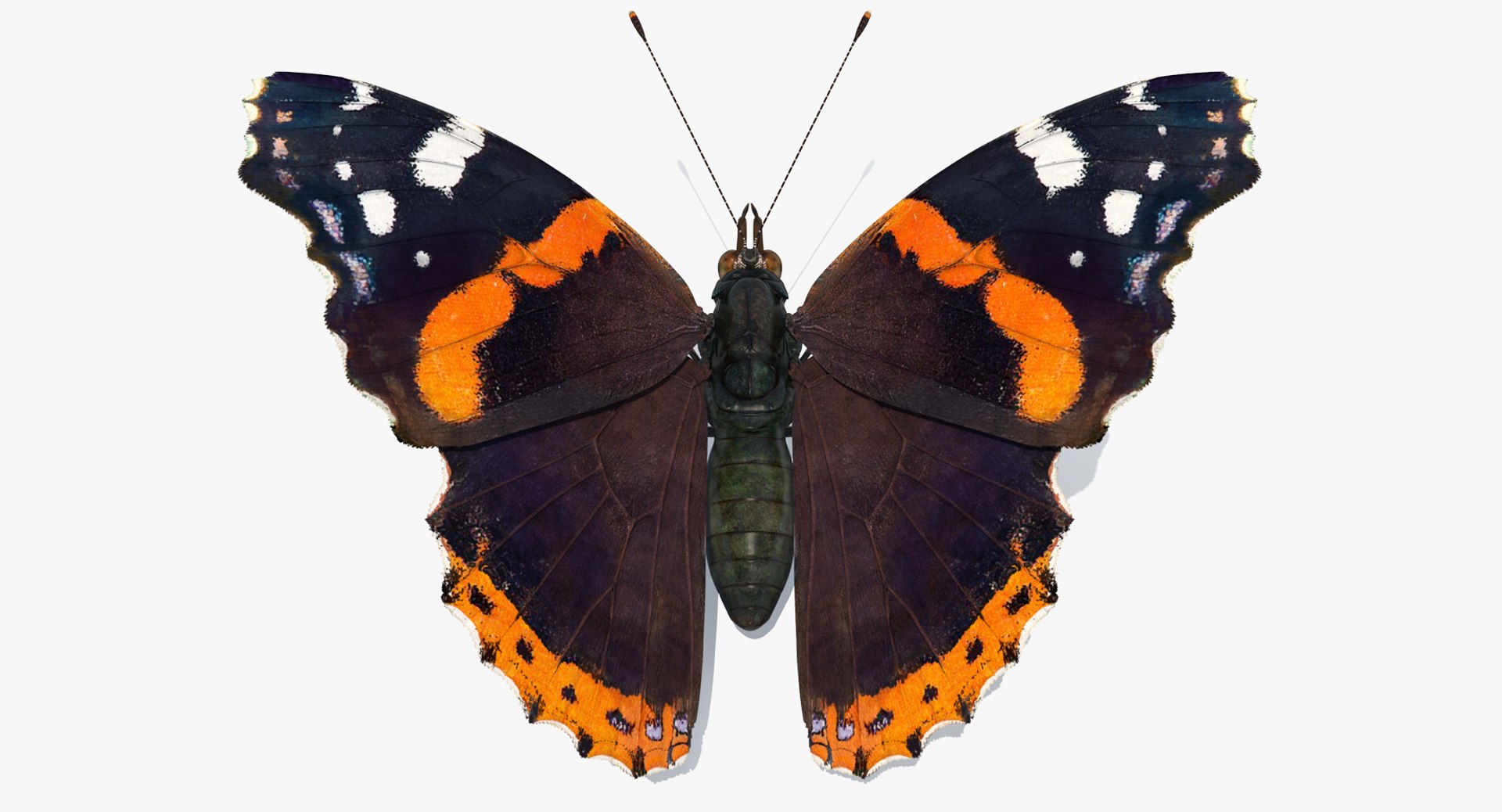 3D Butterflies Collection 3 https://p.turbosquid.com/ts-thumb/wX/hnDk28/GM/butterfliescollection3mb3dmodel010/jpg/1628247311/1920x1080/fit_q87/abf57600eb9eab2bd2f40328da0484219376d37e/butterfliescollection3mb3dmodel010.jpg