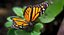 Colección de mariposas 3