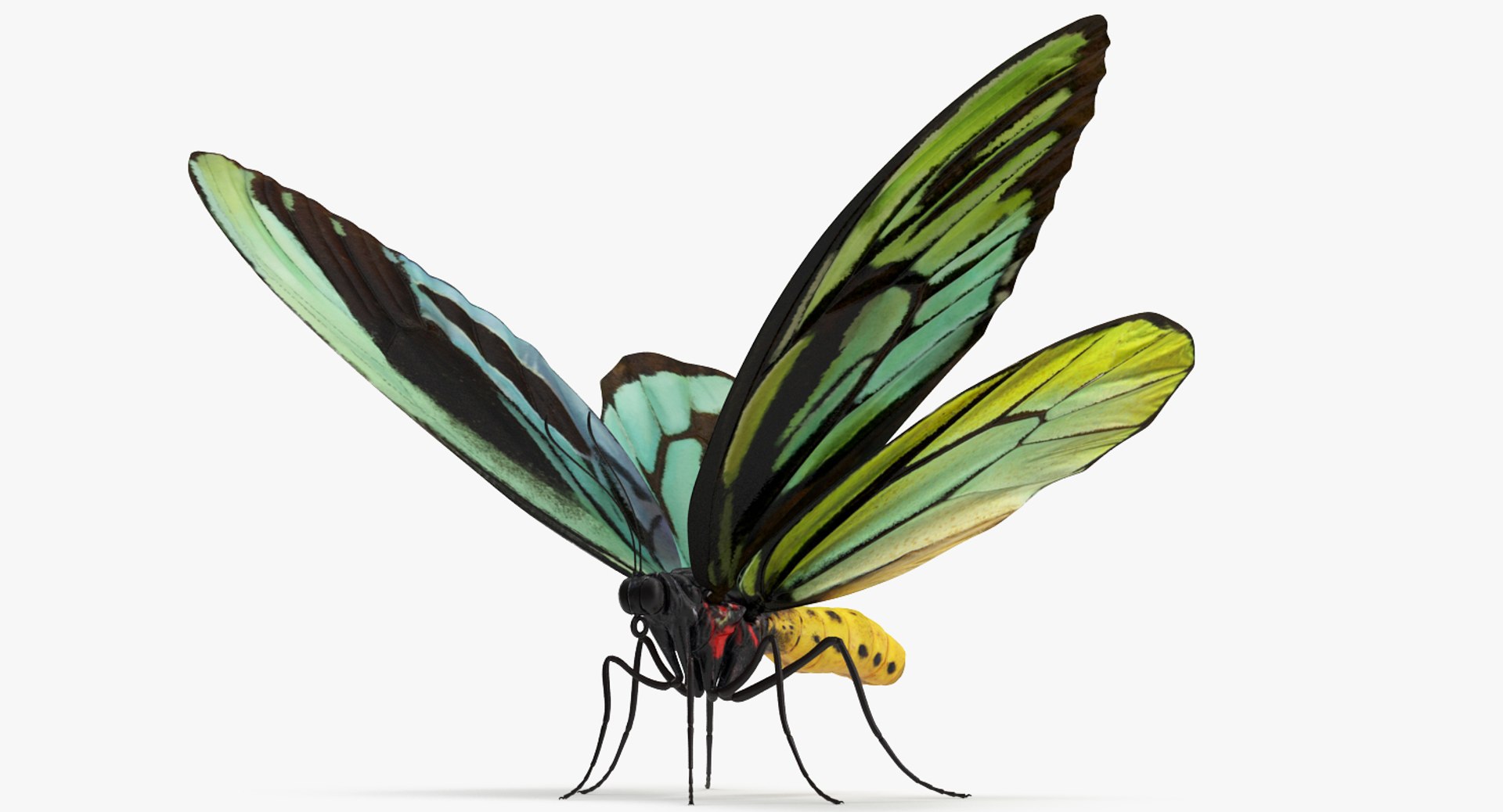 3D Butterflies Collection 3 https://p.turbosquid.com/ts-thumb/wX/hnDk28/HU/butterfliescollection3mb3dmodel032/jpg/1628247359/1920x1080/fit_q87/68d34757e1c1a6153e7faf9365fcb56b39f12202/butterfliescollection3mb3dmodel032.jpg
