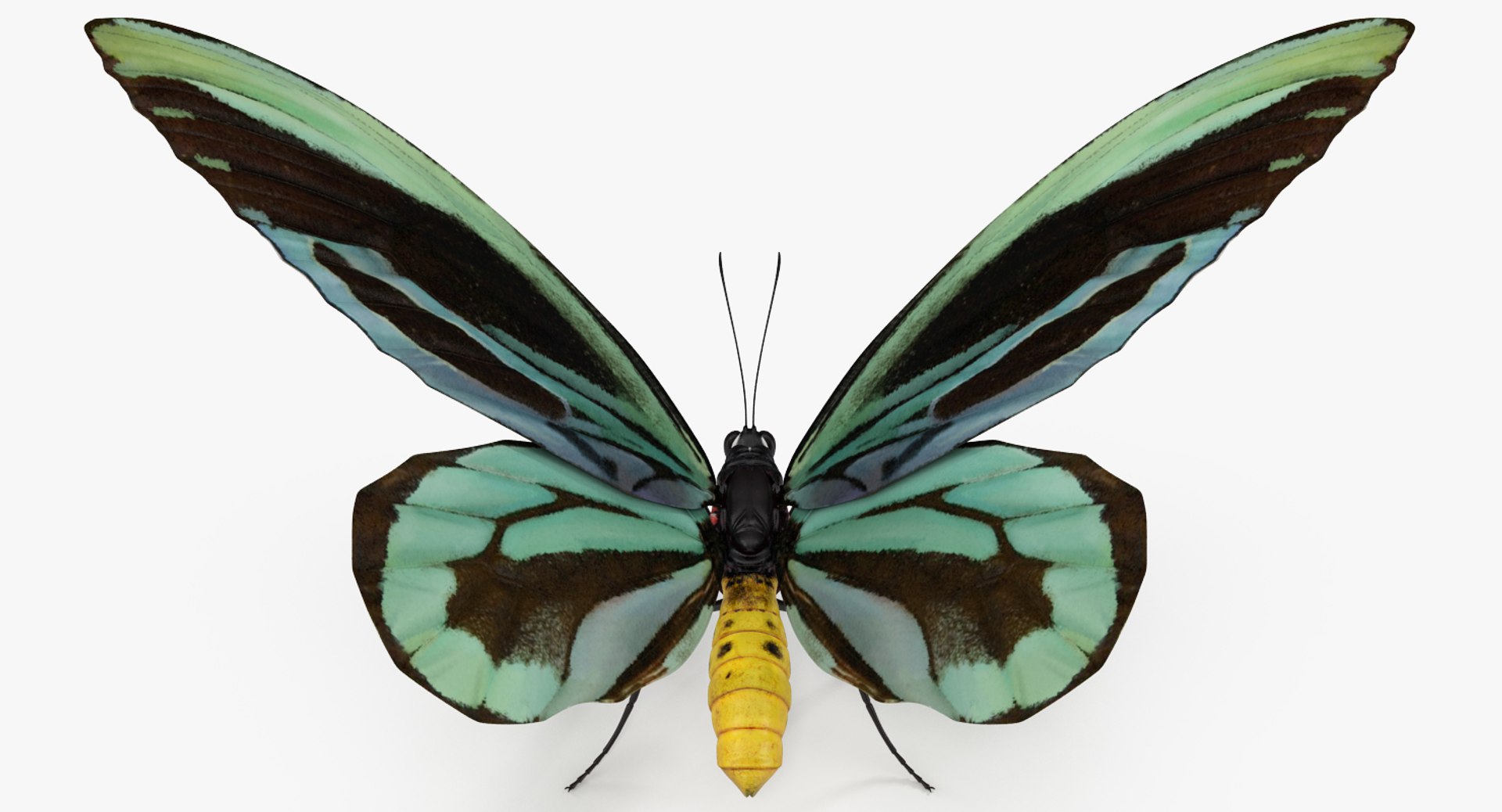 3D Butterflies Collection 3 https://p.turbosquid.com/ts-thumb/wX/hnDk28/HW/butterfliescollection3mb3dmodel029/jpg/1628247352/1920x1080/fit_q87/a2179ad5e7d5a95821bce9d8d30b3e96c693b821/butterfliescollection3mb3dmodel029.jpg
