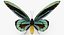 Colección de mariposas 3