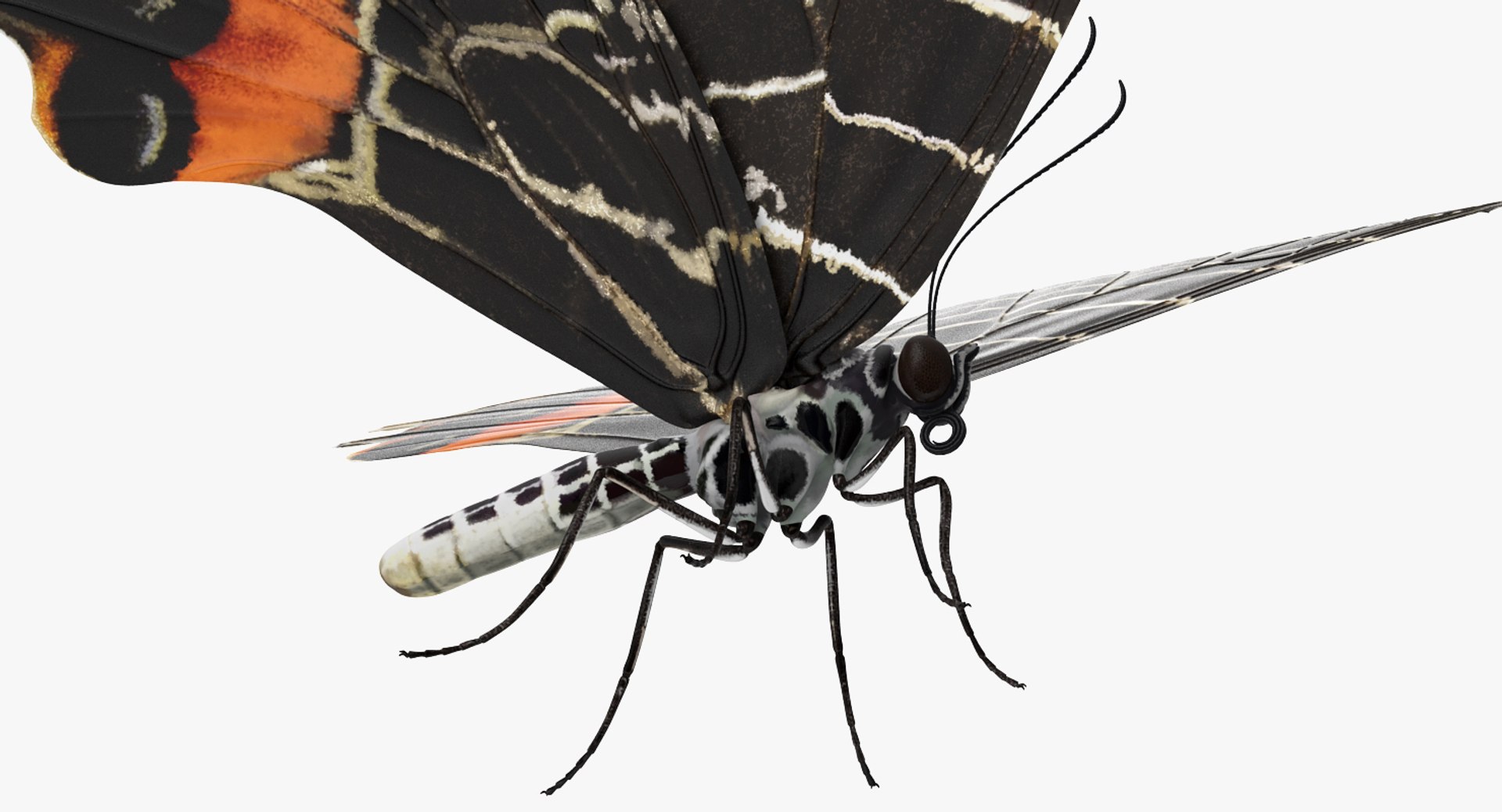 3D Butterflies Collection 3 https://p.turbosquid.com/ts-thumb/wX/hnDk28/Hi/butterfliescollection3mb3dmodel024/jpg/1628247342/1920x1080/fit_q87/56419b3430c4775cee2b6a2c2102487056982afe/butterfliescollection3mb3dmodel024.jpg