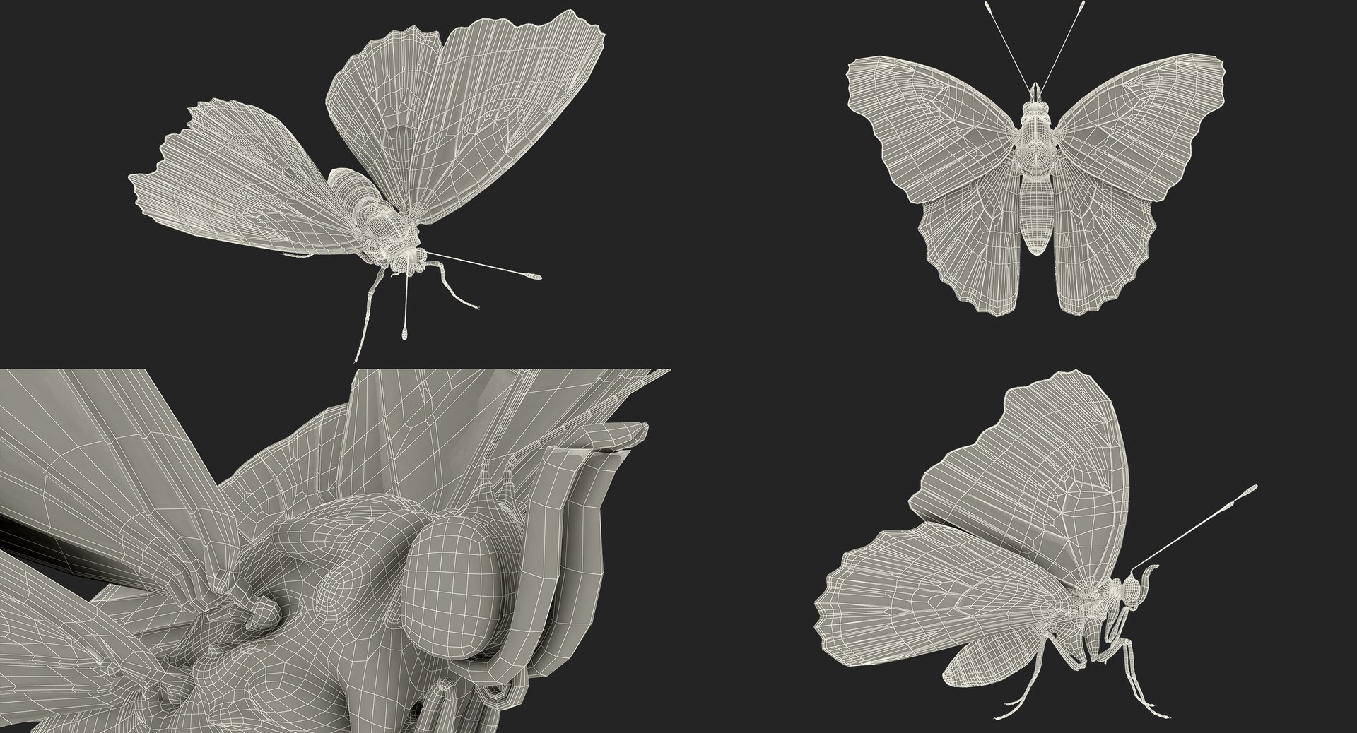 3D Butterflies Collection 3 https://p.turbosquid.com/ts-thumb/wX/hnDk28/K0/butterfliescollection3mb3dmodel035/jpg/1628247366/1920x1080/fit_q87/223acc6b581eeb75ef7e20dd208efe348204bbf2/butterfliescollection3mb3dmodel035.jpg