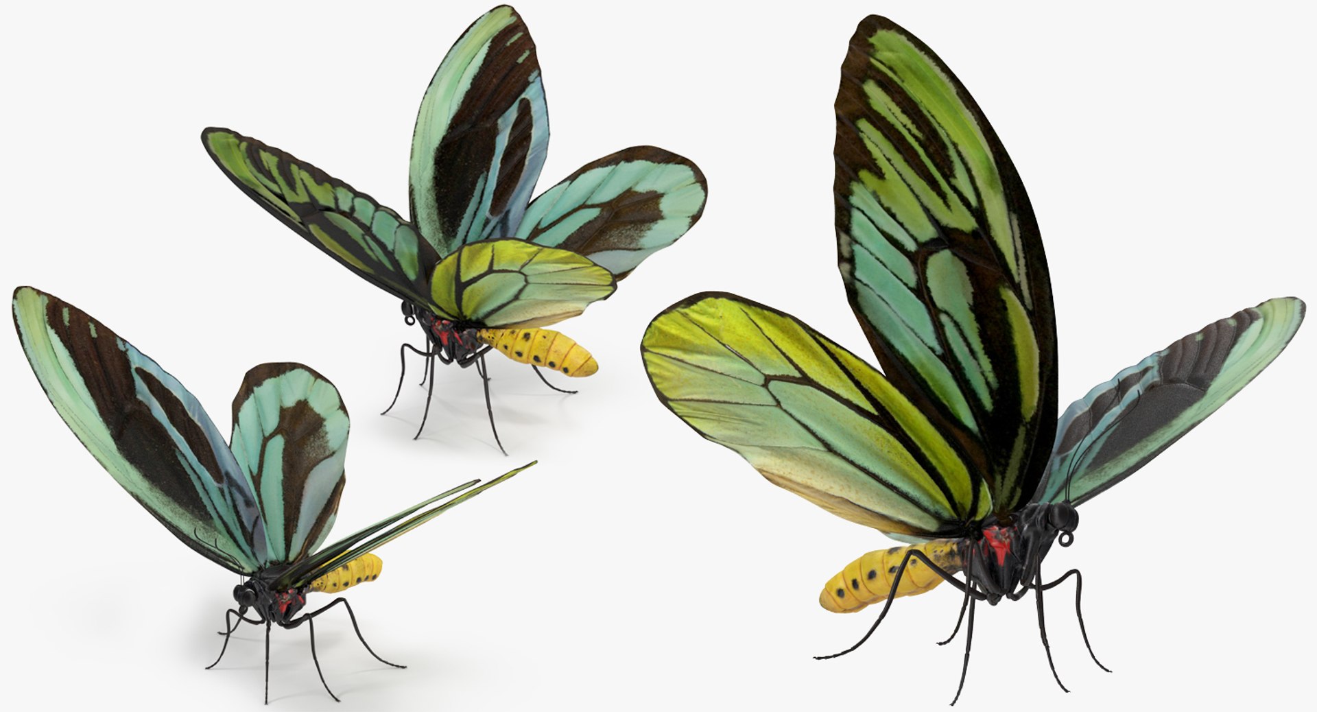 3D Butterflies Collection 3 https://p.turbosquid.com/ts-thumb/wX/hnDk28/K7/butterfliescollection3mb3dmodel031/jpg/1628247357/1920x1080/fit_q87/7c0b84505728c21d7ea42d6668269d65873272d8/butterfliescollection3mb3dmodel031.jpg