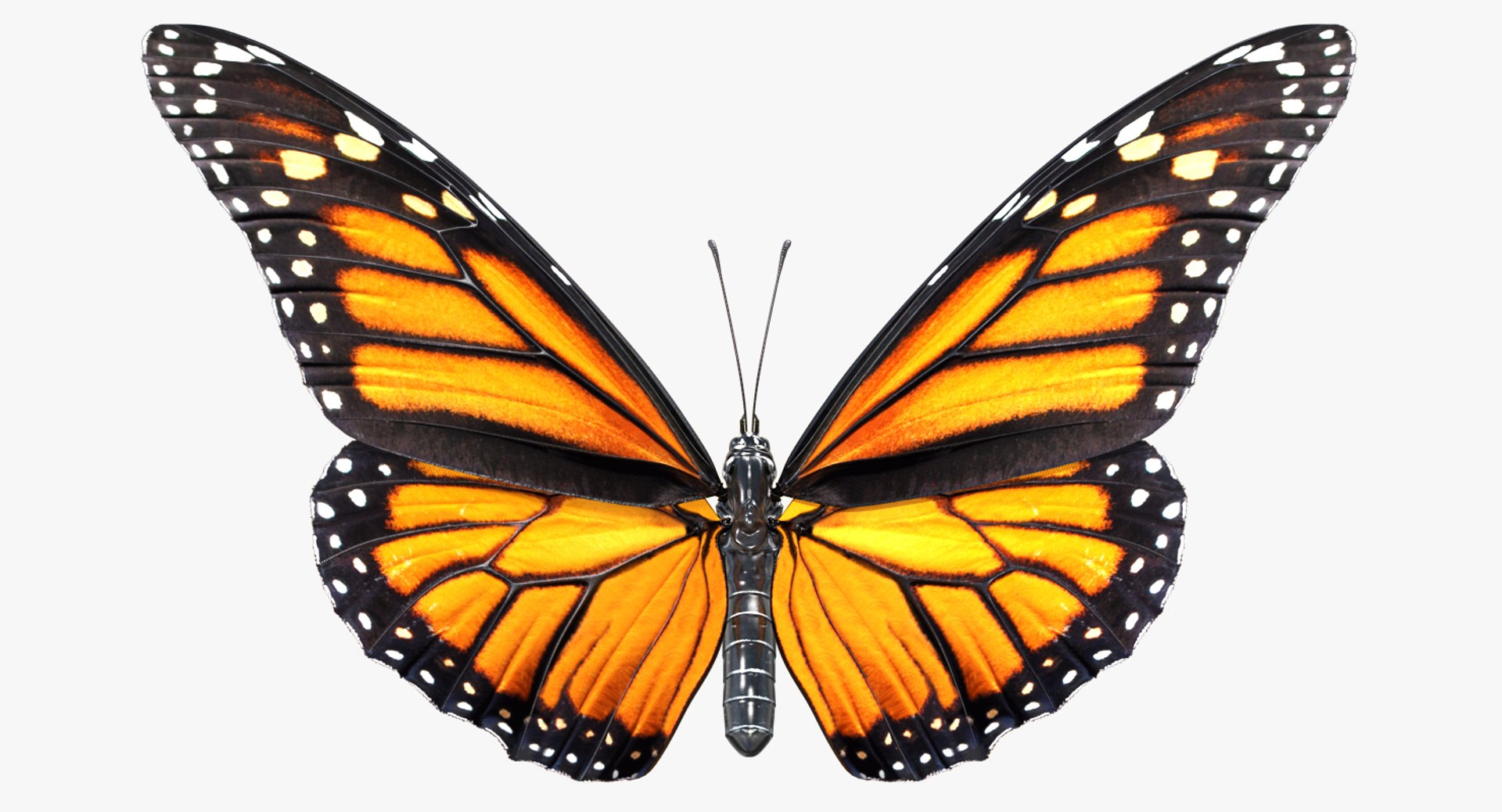 3D Butterflies Collection 3 https://p.turbosquid.com/ts-thumb/wX/hnDk28/M3/butterfliescollection3mb3dmodel006/jpg/1628247301/1920x1080/fit_q87/0fcef8944e09e2ea586247919cc4b09f23666160/butterfliescollection3mb3dmodel006.jpg