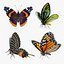 Colección de mariposas 3