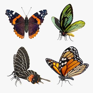Butterflies Collection 3