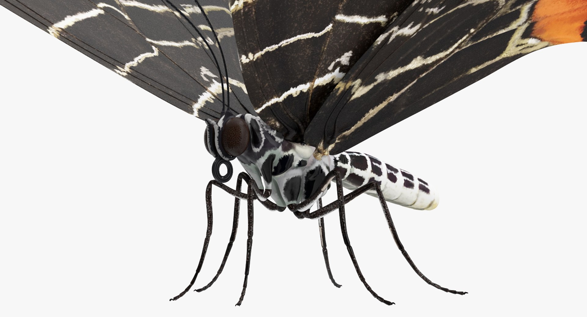 3D Butterflies Collection 3 https://p.turbosquid.com/ts-thumb/wX/hnDk28/NW/butterfliescollection3mb3dmodel021/jpg/1628247336/1920x1080/fit_q87/7d790d05059cc0b0e24c2cd244055a0b6bf5f43a/butterfliescollection3mb3dmodel021.jpg