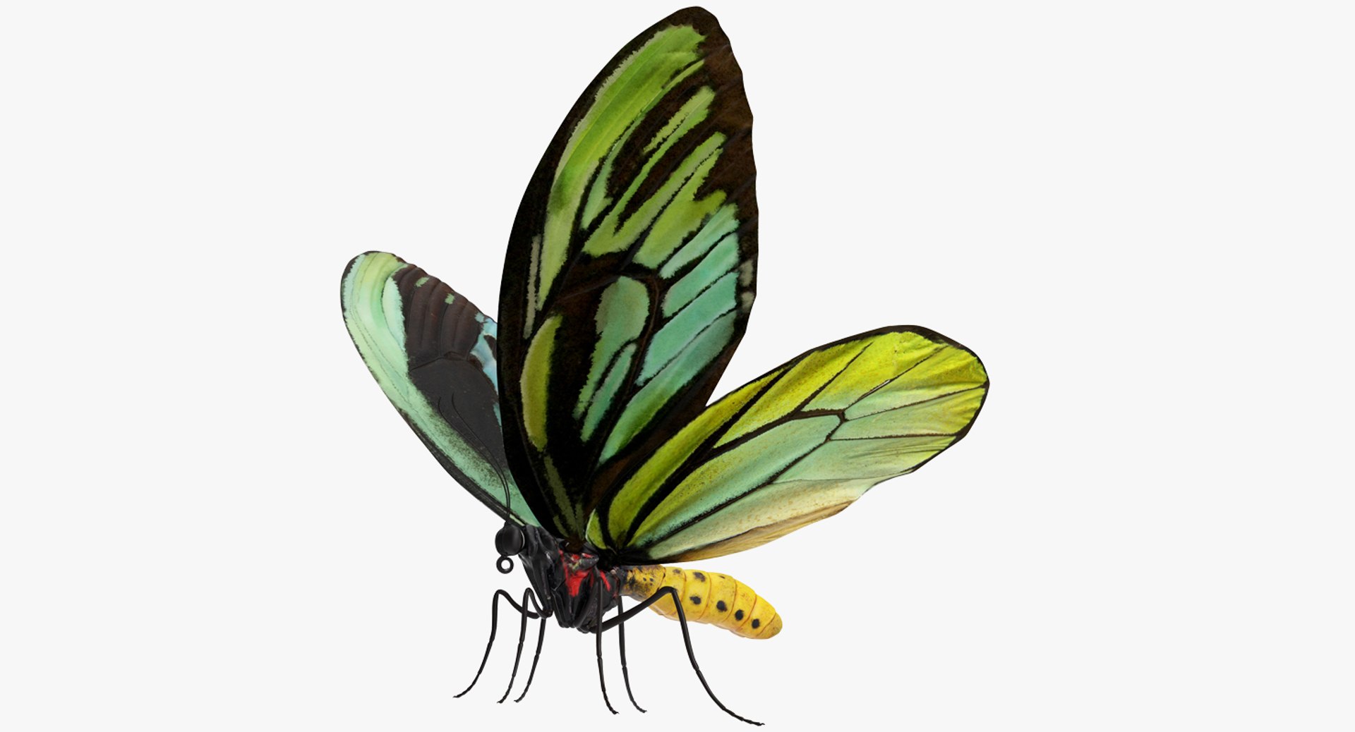 3D Butterflies Collection 3 https://p.turbosquid.com/ts-thumb/wX/hnDk28/fa/butterfliescollection3mb3dmodel026/jpg/1628247346/1920x1080/fit_q87/6932fd50305c8a6f1c2696feae9d82193c499952/butterfliescollection3mb3dmodel026.jpg