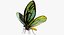 Colección de mariposas 3