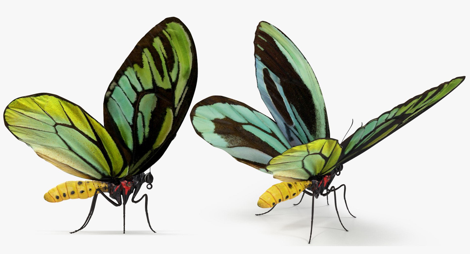 3D Butterflies Collection 3 https://p.turbosquid.com/ts-thumb/wX/hnDk28/lp/butterfliescollection3mb3dmodel030/jpg/1628247355/1920x1080/fit_q87/30bf63c579a4ab283b024c1e29d27188c05c20f9/butterfliescollection3mb3dmodel030.jpg