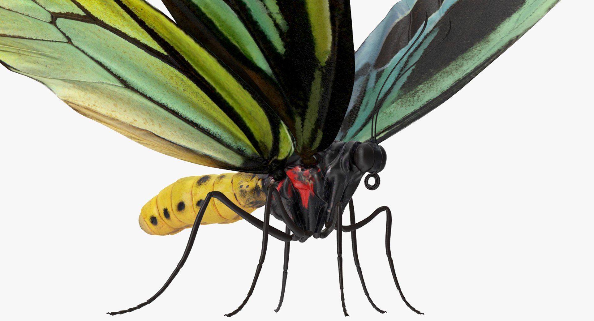 3D Butterflies Collection 3 https://p.turbosquid.com/ts-thumb/wX/hnDk28/so/butterfliescollection3mb3dmodel033/jpg/1628247361/1920x1080/fit_q87/e50391b2fb75cb4499c57d699d695877142288b9/butterfliescollection3mb3dmodel033.jpg