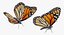 Colección de mariposas 3