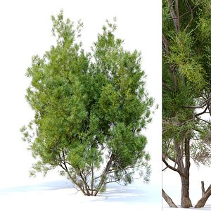 3D Red Shanks model