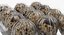 Quail Eggs Plastic Box 3D Model