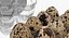Quail Eggs Plastic Box 3D Model