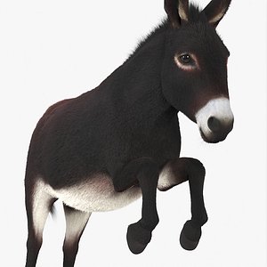 Leaping Domestic Burro Dark Brown Fur 3D
