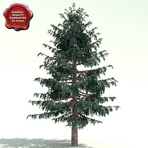 3d model of picea sitchensis sitka spruce