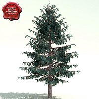 Picea Sitchensis (Sitka Spruce)