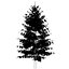 Picea Sitchensis (Abeto De Sitka)