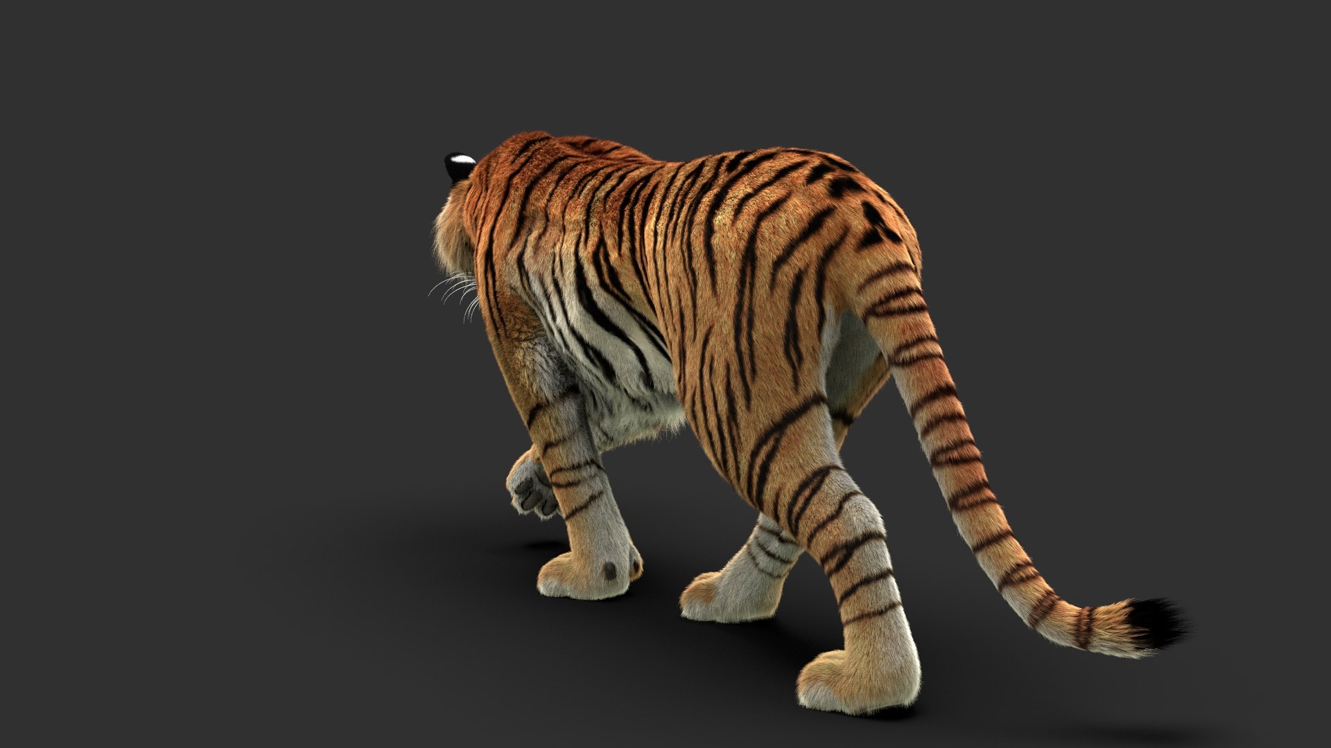 Tigers Fur Rigged Bundle Model - TurboSquid 2374370