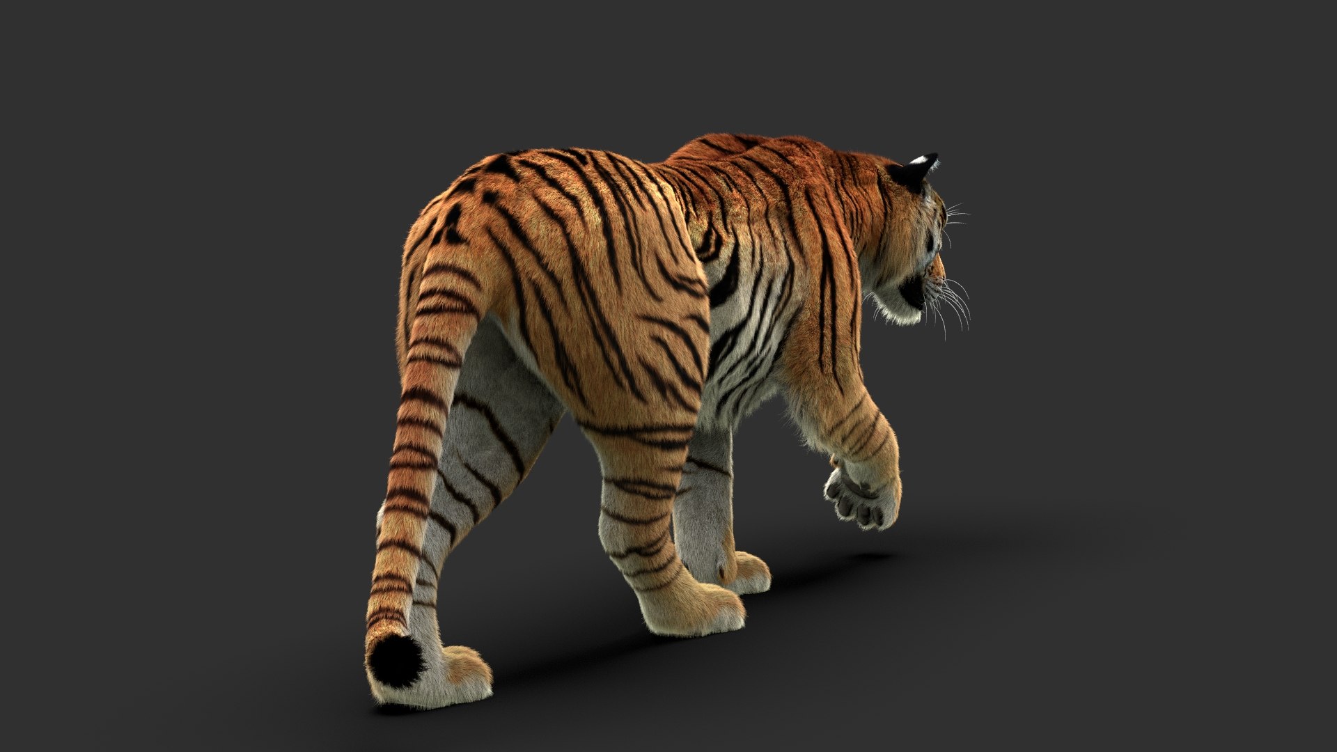 Tigers Fur Rigged Bundle Model - TurboSquid 2374370
