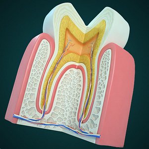 tooth section pulp 3d model
