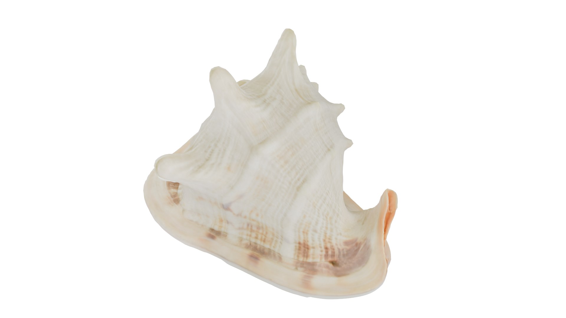SHELL 3D Model - TurboSquid 2220195