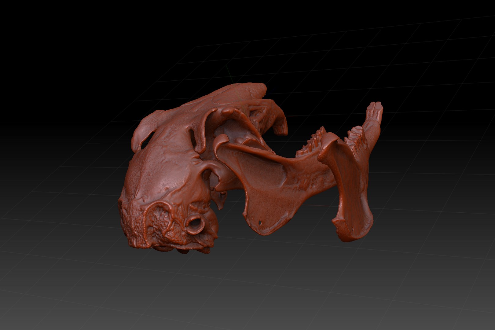 skull rabbit c4d https://p.turbosquid.com/ts-thumb/wY/X3wnJJ/xCUJWgnh/9/png/1418558811/1920x1080/fit_q87/8e8bcba25361c130d057caea280907f533a3e82a/9.jpg