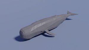 sperm whale model
