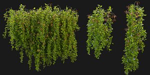 Collection plant vol 221 - blender model 3D model