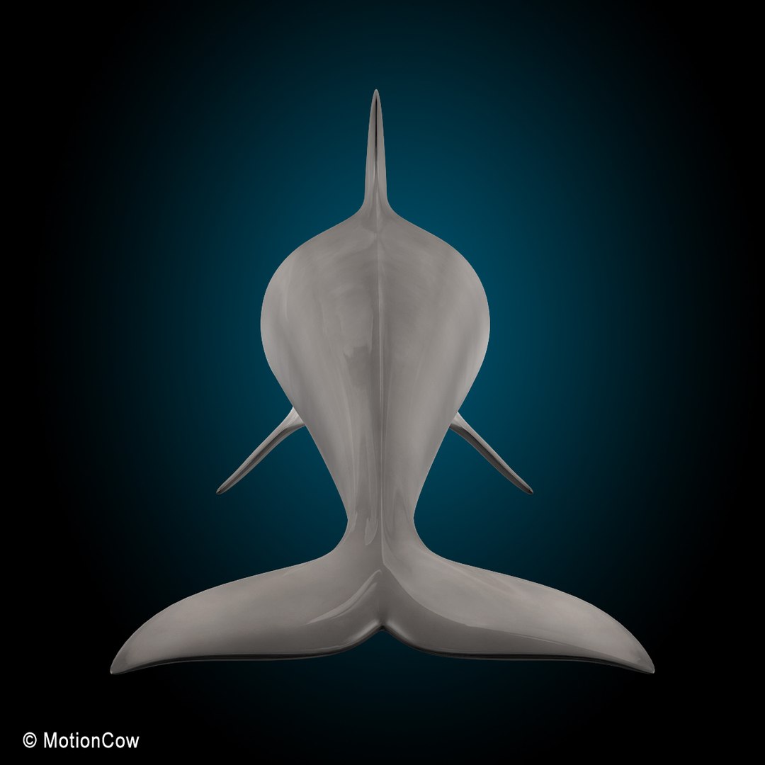 bottlenose dolphin 3d model https://p.turbosquid.com/ts-thumb/wY/vufsL2/55yWdU71/dolphin_j1/jpg/1352364755/1920x1080/fit_q87/46f1cf339049865417ee90202ff979c84d3b2eb2/dolphin_j1.jpg